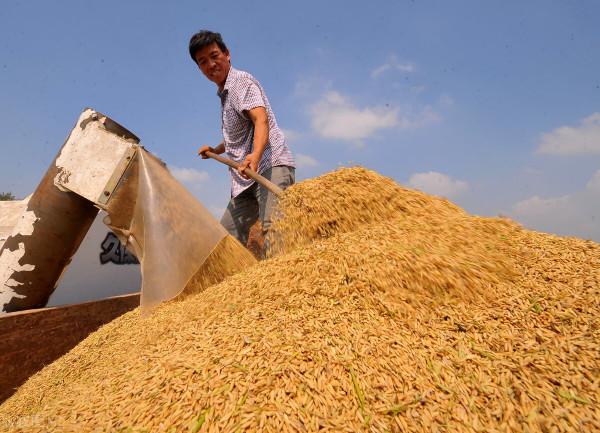 臨近年關，稻穀價格還能漲起來嗎？