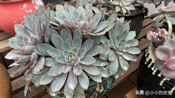 入冬的多肉 入冬的多肉