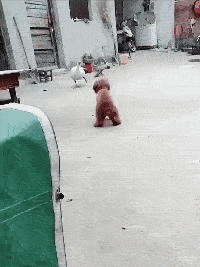 你有沒有發現，好像土狗都喜歡看熱鬧