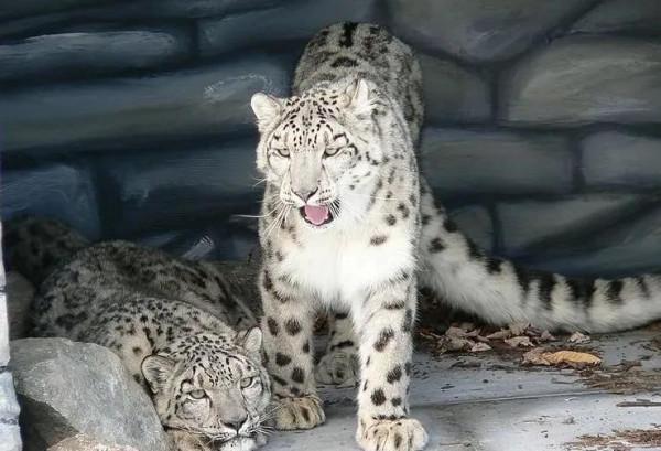 村民撿到兩隻小動物帶回家養 無法承擔其伙食才發現是雪豹