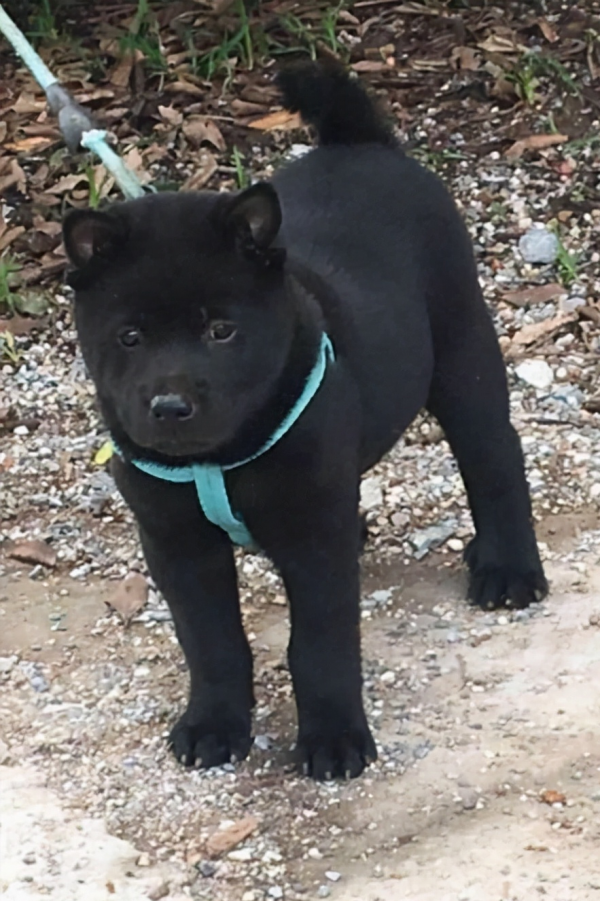 中華田園犬品種圖鑑 中華田園犬品種圖鑑