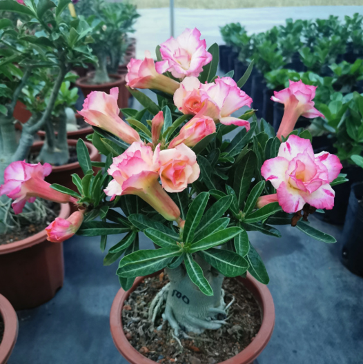 在家中養沙漠玫瑰，準備3樣&OpenCurlyDoubleQuote;小東西&rdquo;，讓它不爛根，持續開不停