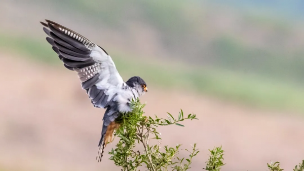 「山西鳥類圖鑑」| 紅腳隼