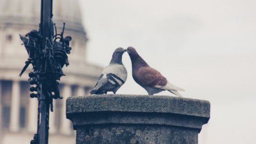 開始預約！珍貴的愛紀念幣發行！鑲嵌心形皓石，美翻了