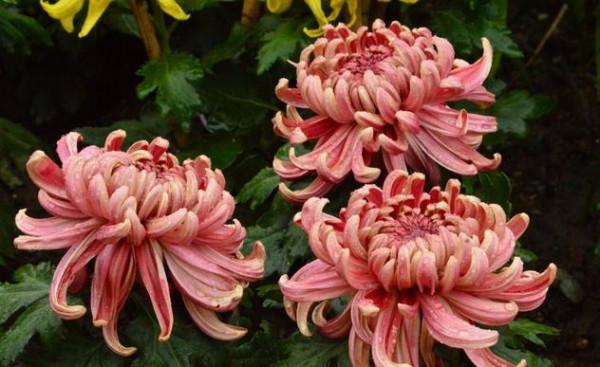 秋天快扦插，10種花不用買，掰個枝子插土裡，嗖嗖生根，成活率高