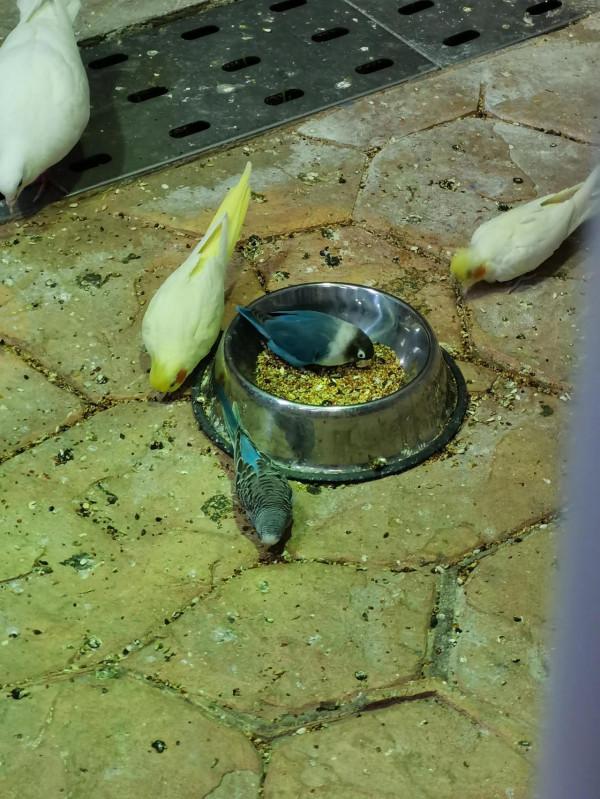 企鵝、狼、雪貂、雪狐、白孔雀等