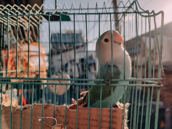 華為P50對比摩托羅拉edge s pro，攝影精選