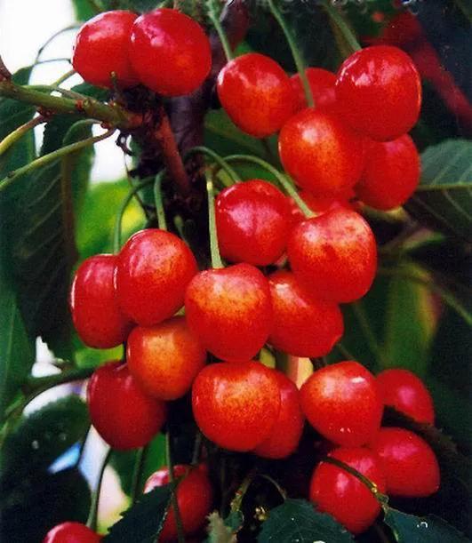 常見的十六種水果品種，你知道了幾種