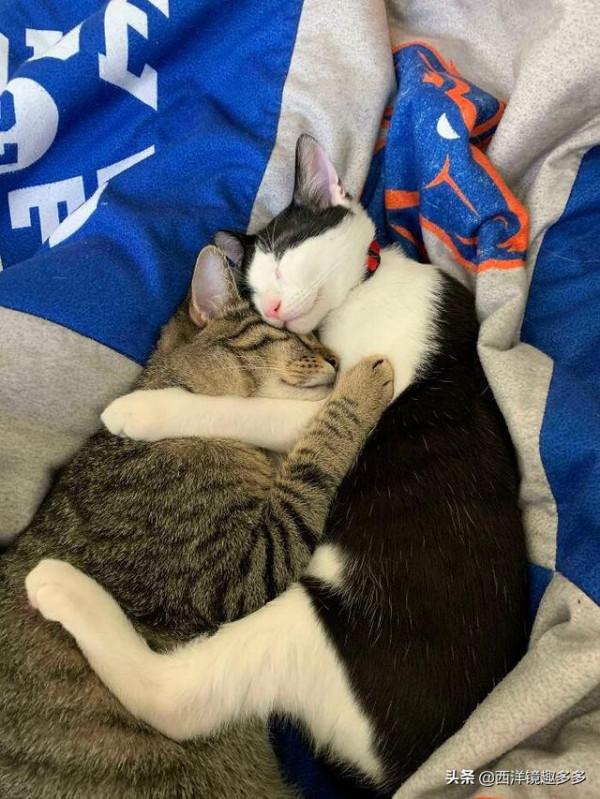 看了這些照片,你可得再要一隻貓了 看了這些照片,你可得再要一隻貓了