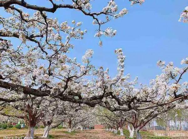 鐵兵遊記｜永定河畔萬畝梨花香雪海