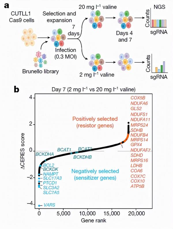 Nature：降低纈氨酸攝入緩解T細胞急性淋巴細胞白血病