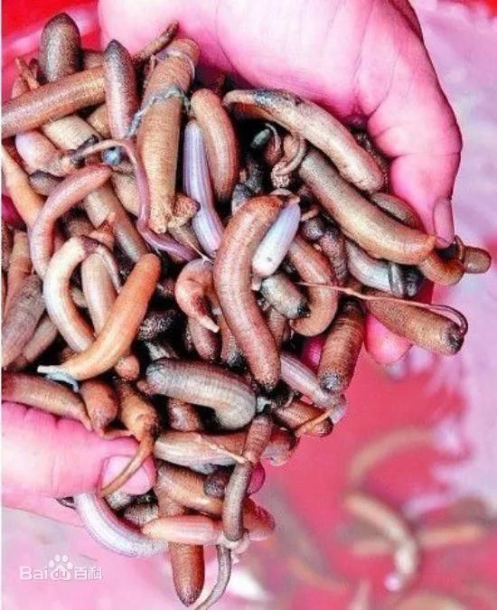 中國各地的十大“黑暗料理”，你吃過幾種？