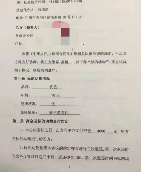 網上“免費”領養的貓咪,套路太多了 網上“免費”領養的貓咪,套路太多了