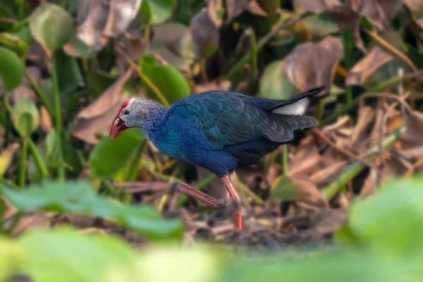海南冬季拍鳥忙 海南冬季拍鳥忙