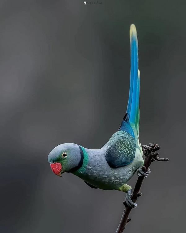 分享——最珍貴罕見的鳥