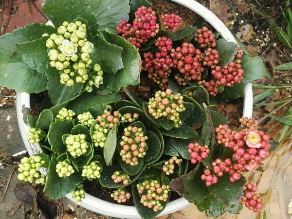 盤點22年1月到來的花草