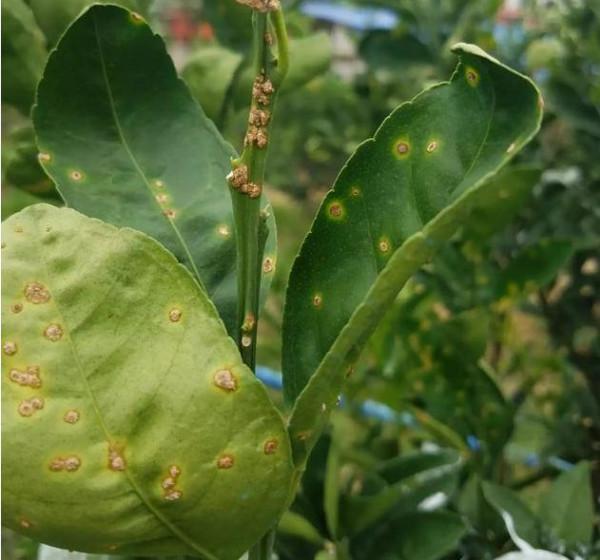 柑橘得了潰瘍病，果農很心疼！專家：巧用波爾多液，病斑無痕跡