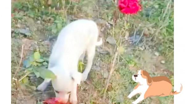 獨居爸爸媽媽來領小萌狗 獨居爸爸媽媽來領小萌狗