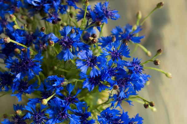 30種藍色的花卉裡面,你見過的有多少種? 30種藍色的花卉裡面,你見過的有多少種?