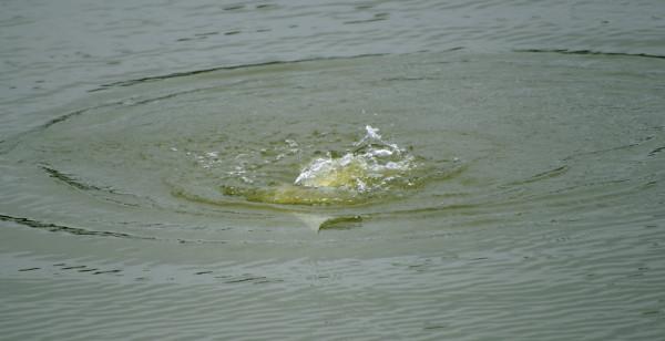 上餌拋竿前，注意這三個小細節，漁獲真的能多一些