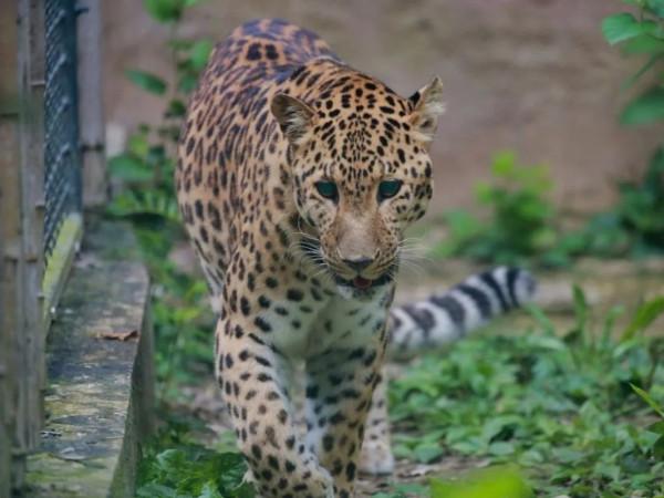 想&OpenCurlyDoubleQuote;豹富&rdquo;？快來上海動物園看&OpenCurlyDoubleQuote;豹發虎&rdquo;本豹！丨小葉子陪你過大年