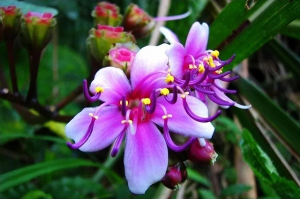 24種帶有&OpenCurlyDoubleQuote;虎&rdquo;字的植物，有些花卉名稱都沒聽過，你認識幾種？