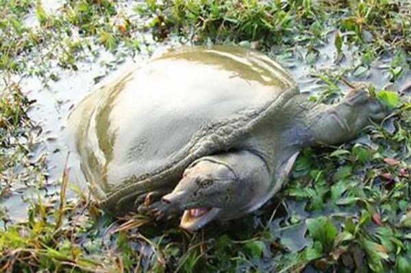 70後大叔陳靜濤，仿野生養殖甲魚，絕地翻身年銷6000萬