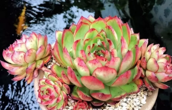 4年時間，靠一腔熱誠打造多肉花園