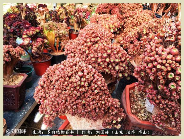 秋季多肉，你是王者歸來嗎？（附秋季養護知識）