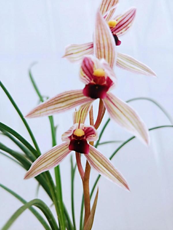 分享圖片：大紅精品蘭花66款