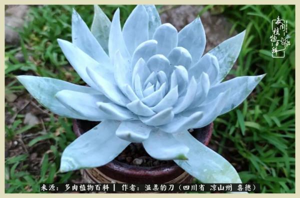 風吹過的夏天,你是仙子落凡間 風吹過的夏天,你是仙子落凡間