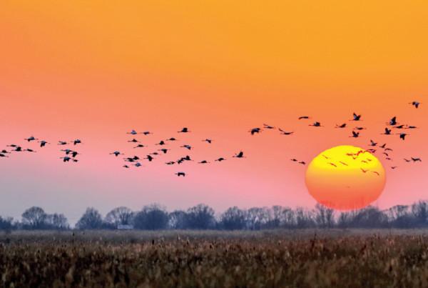 林草科普|灰鶴:飛越天山 林草科普|灰鶴:飛越天山