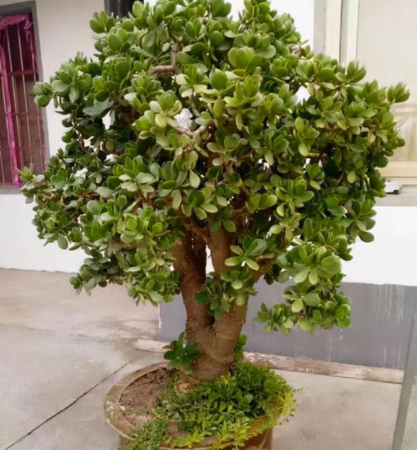 9種“吉祥樹”,適合家裡養,富貴大氣上檔次,好養寓意好 9種“吉祥樹”,適合家裡養,富貴大氣上檔次,好養寓意好