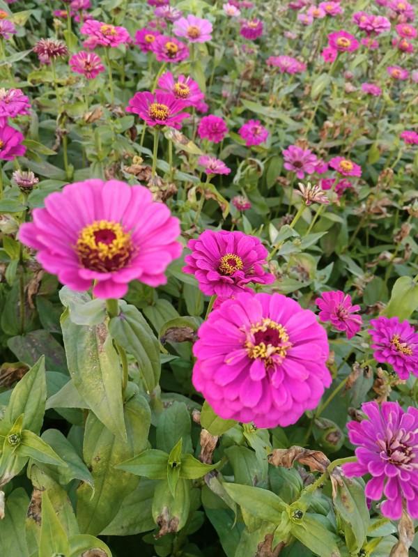 開在深秋的花田