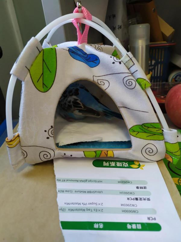 馬上會有一隻新的鸚鵡了，永久懷念CNS