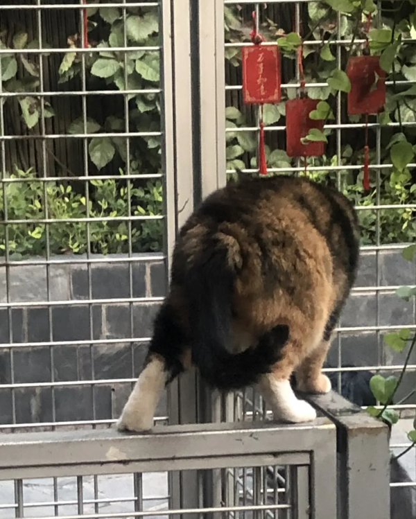 貓別墅還能這麼玩兒？