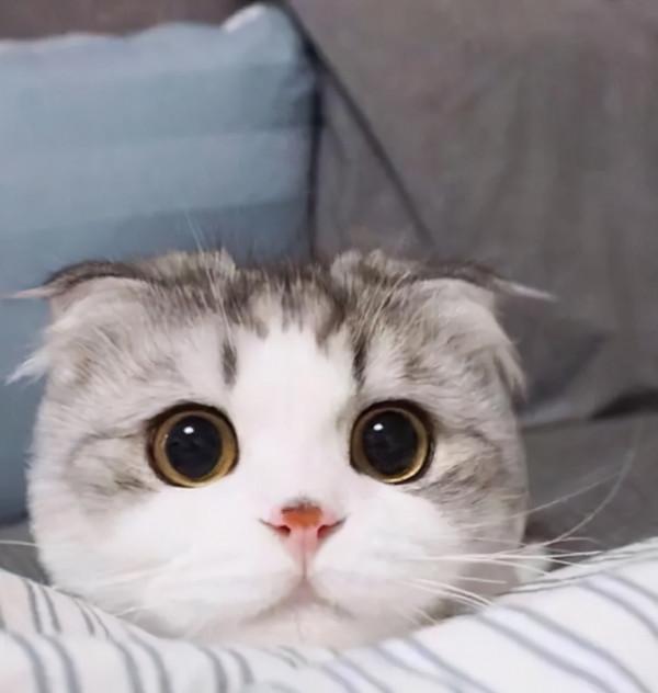 折耳貓的一生，都在疼痛中度過，身為貓，卻不能做正常的貓