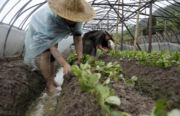 草莓：西安出血熱的背鍋俠，事情不會到此結束，莓農不能到此為止