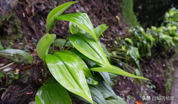 現在種植什麼藥材能夠賺錢?試試這幾種中藥材,一次種植多年收穫 現在種植什麼藥材能夠賺錢?試試這幾種中藥材,一次種植多年收穫