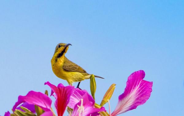 分享圖片一紫喉花蜜鳥 特別罕見珍貴的小鳥