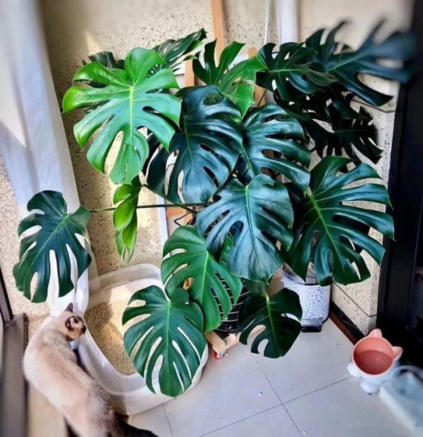 7種健康花，吸廢氣，造氧氣，客廳養一盆，空氣越來越乾淨