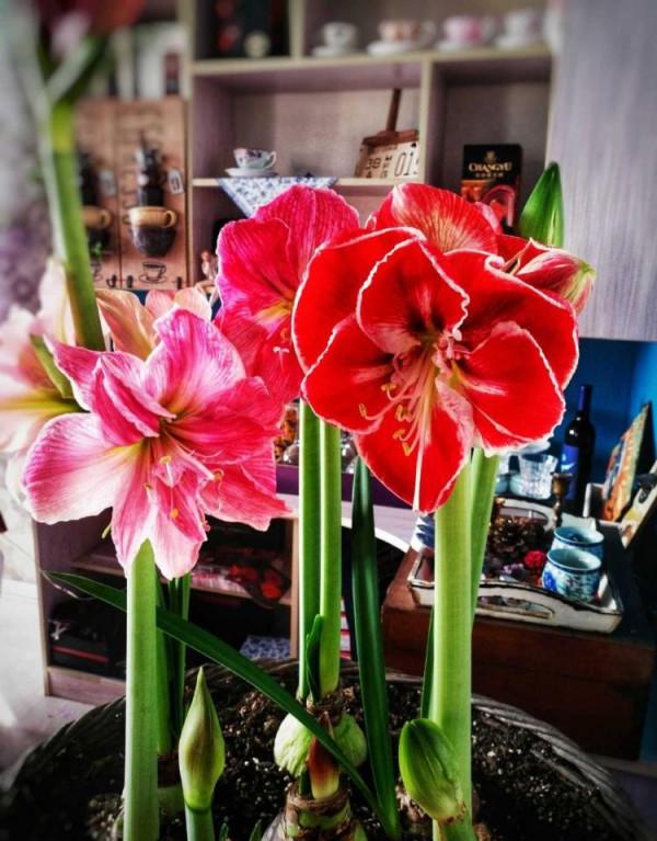 9種漂亮花,越冷越要曬太陽,控水薄肥,才能開得“奼紫嫣紅” 9種漂亮花,越冷越要曬太陽,控水薄肥,才能開得“奼紫嫣紅”