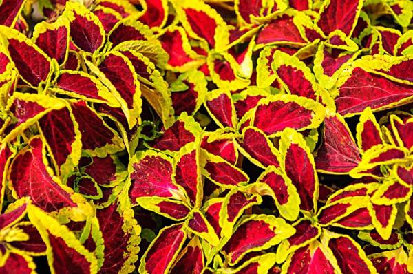 色彩豔麗的草——彩葉草