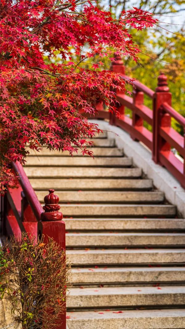 華清宮的初冬美景，驚豔了誰的時光？