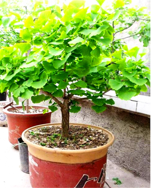 2種街道常見綠化樹，選根枝條“高壓扦插”，做成盆景價格更高