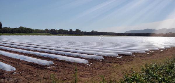 推翻玉米常規播種的三個錯誤認識!玉米到底該播多深,產量最高? 推翻玉米常規播種的三個錯誤認識!玉米到底該播多深,產量最高?