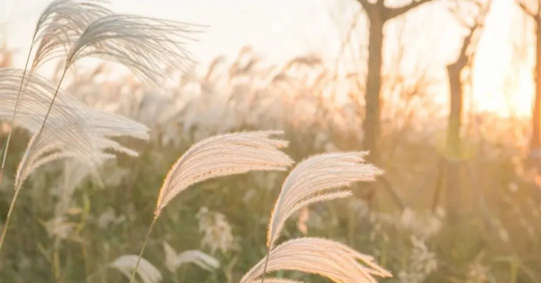 再不去看就晚了！山東6個小眾又絕美的賞蘆勝地，濃縮了整個冬日的浪漫！