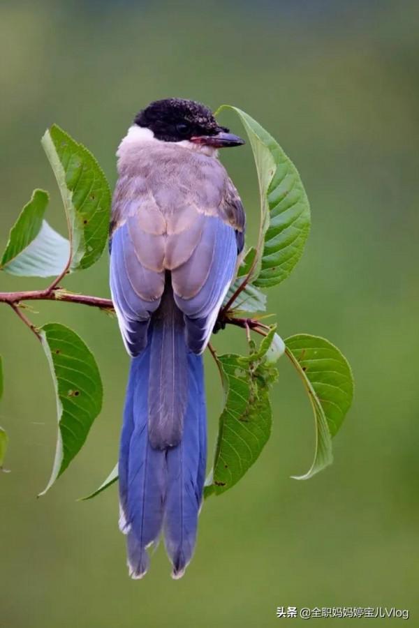 分享——35種罕見的鳥類