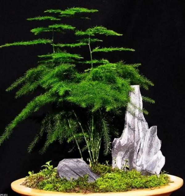 一盆一景一世界 一盆一景一世界