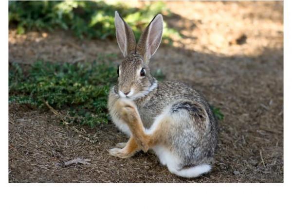 Rabbit's foot可不是“兔子腳”,真正的意思你想不到 Rabbit's foot可不是“兔子腳”,真正的意思你想不到